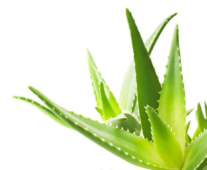 Aloevera juice - Wonder Herbals India